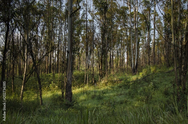 Fototapeta Flowers and herbase 