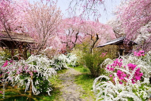 Obraz 京都原谷苑の枝垂れ桜