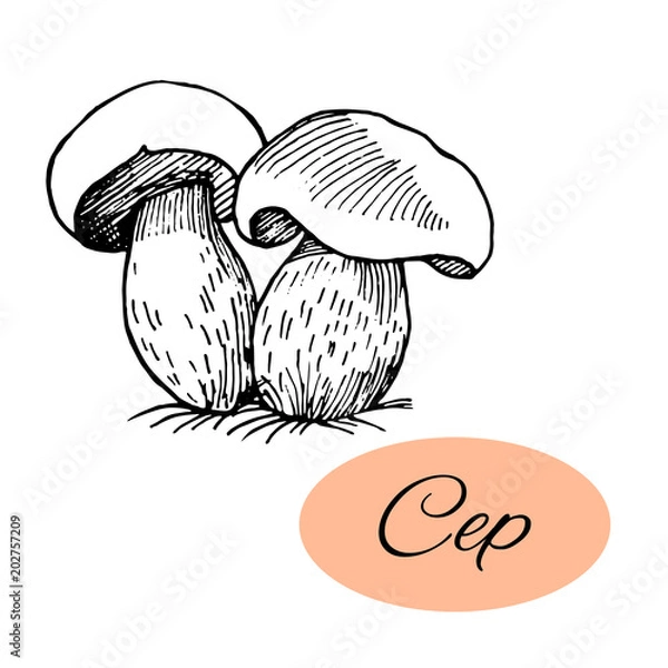 Obraz Cep Ink Drawing