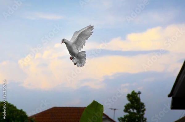Obraz white feather homing pigeon hovering mid air