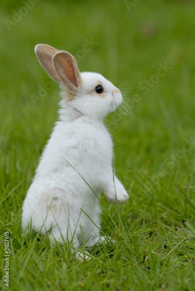 Obraz white rabbit on the grass