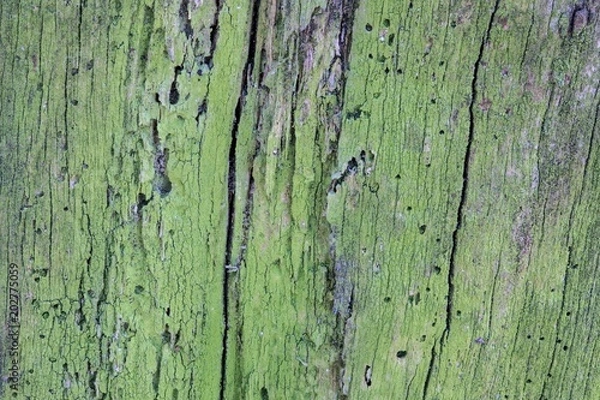 Fototapeta The old wood texture or background. The macro shot of a a rotten tree stump. The shot is made by means of stacking technology