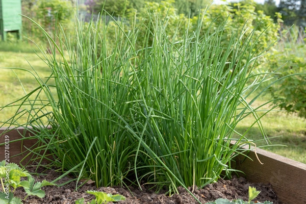 Obraz Frischer Schnittlauch in einem Hochbeet im Garten