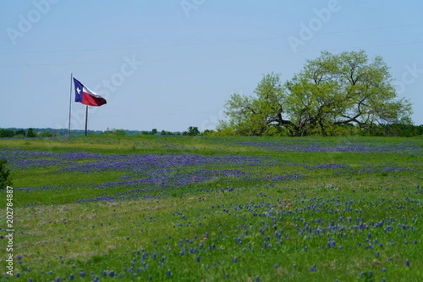 Obraz View along Texas Bluebonnets trail during spring time around the Texas Hill Country
