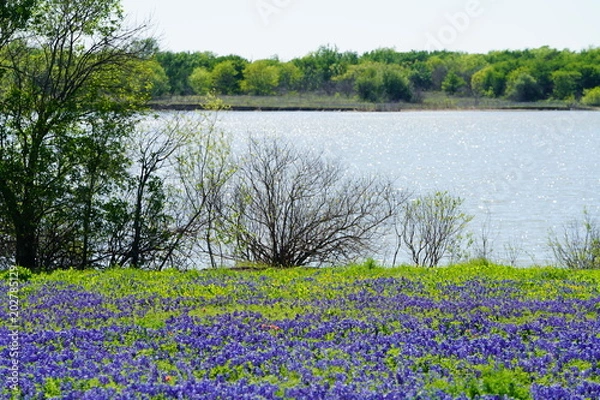 Obraz View along Texas Bluebonnets trail during spring time around the Texas Hill Country