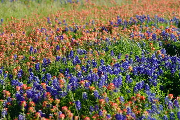 Obraz View along Texas Bluebonnets trail during spring time around the Texas Hill Country