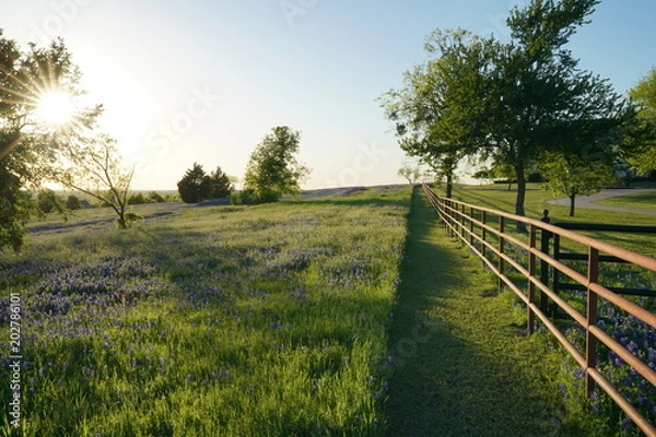 Obraz View along Texas Bluebonnets trail during spring time around the Texas Hill Country