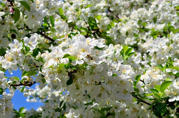 Fototapeta Biene sammelt pollen an Zierapfel Evereste Baum mit Blüten