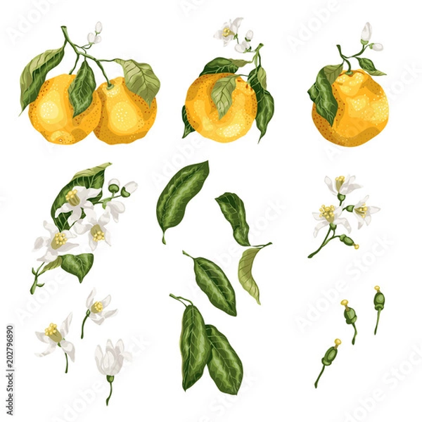 Obraz Orange plant set with fruit on branches, flowers, buds, leaves and tiny fruits