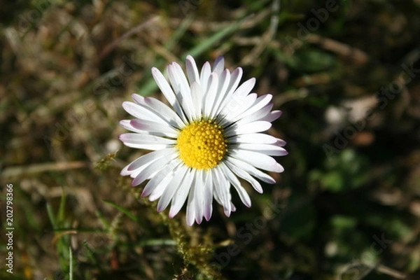Obraz Fotogenes Gänseblümchen