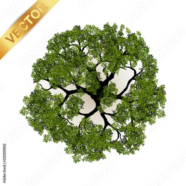 Fototapeta Trees top view for landscape vector illustration.