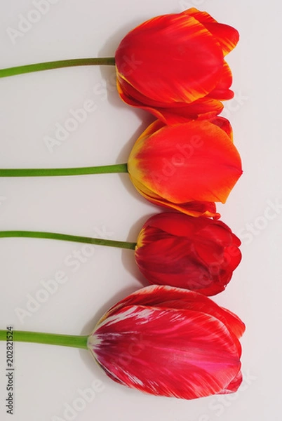Fototapeta Red tulips on a white background