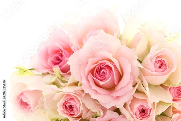 Fototapeta 薔薇　背景