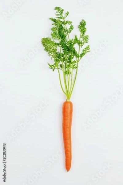 Fototapeta Bunch of carrots on the white background isolated