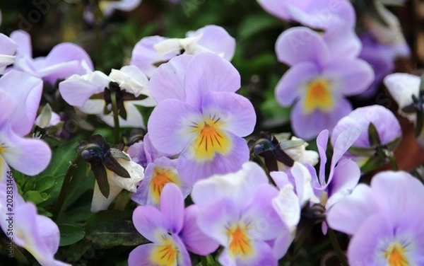 Obraz Stiefmütterchen