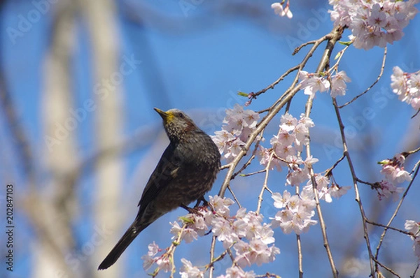 Obraz しだれ桜とヒヨドリ