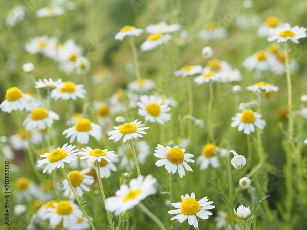 Fototapeta きれいに咲くカモミール