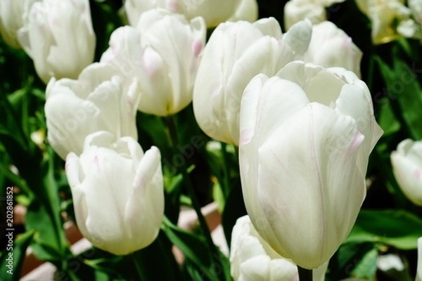 Obraz チューリップ