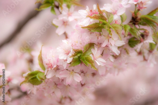 Fototapeta 淡い春