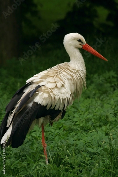 Obraz white stork