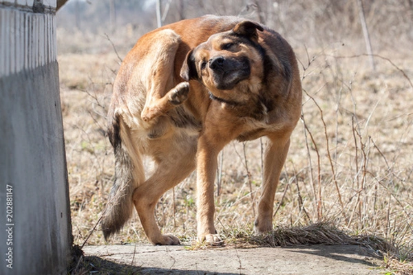 Fototapeta Dog is scratching his ear
