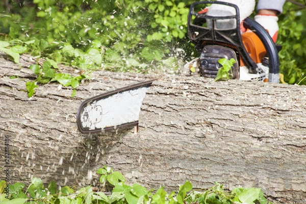 Obraz Cutting Tree Log with Chainsaw
