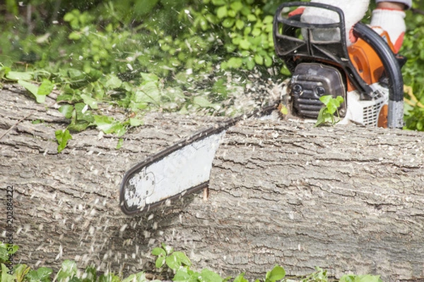 Obraz Cutting log with chainsaw