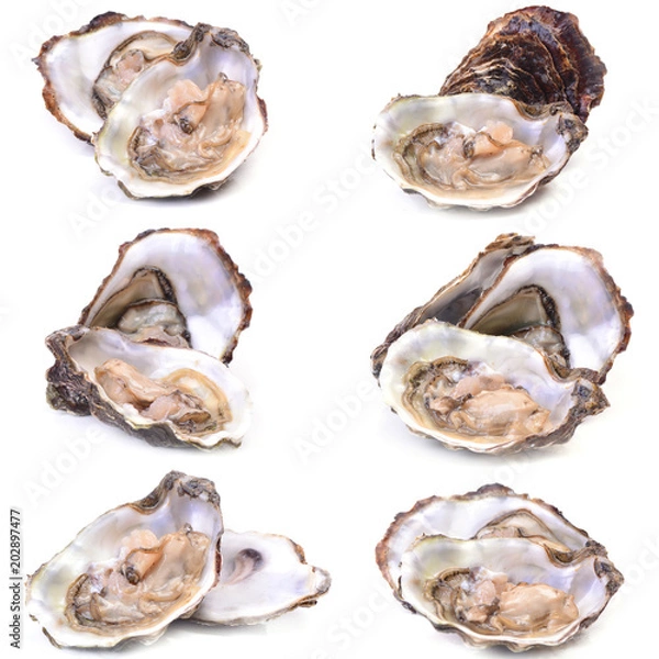 Obraz Fresh oyster