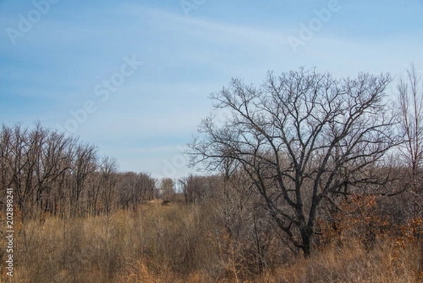 Fototapeta Spring forest landscape with trees and blue sky