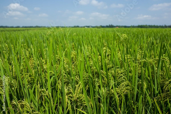 Obraz A green meadow near Hanoi, Vietnam.