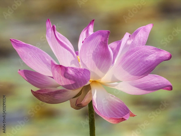 Fototapeta A wild, purple, lotus flower rises out of a lake in Tale Noi, southern Thailand