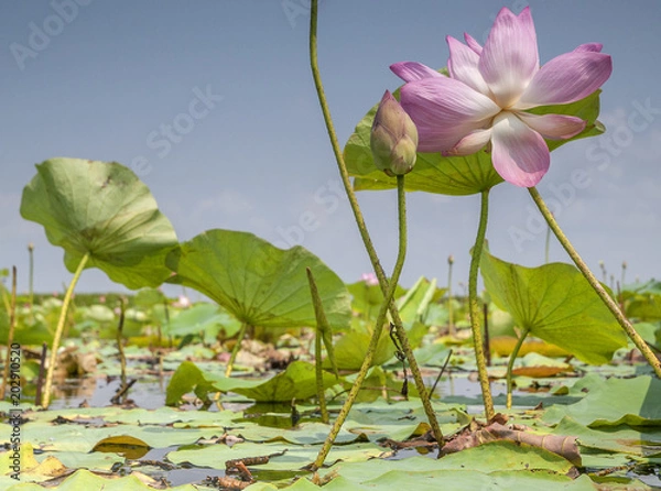 Obraz A wild, purple, lotus flower rises out of a lake in Tale Noi, southern Thailand