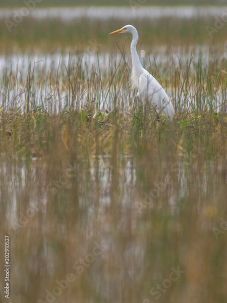 Fototapeta A great egret hunts in the wetlands of southern Thailand