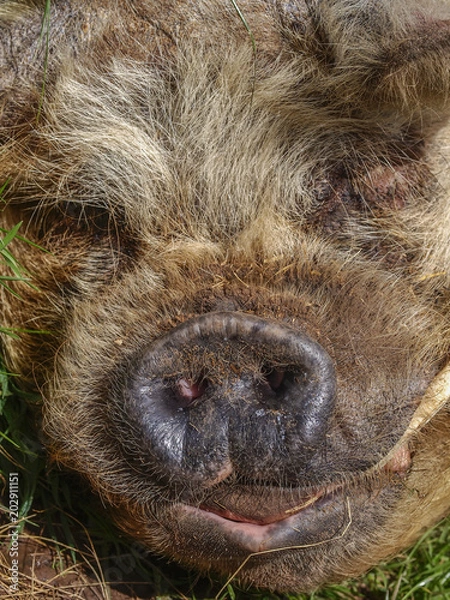 Fototapeta A close up of a pig's face from a UK farm. Snout in the foreground.