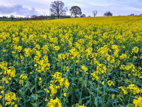 Fototapeta Oilseed rape or canola meadow in the Herefordshire countryside in England in spring.