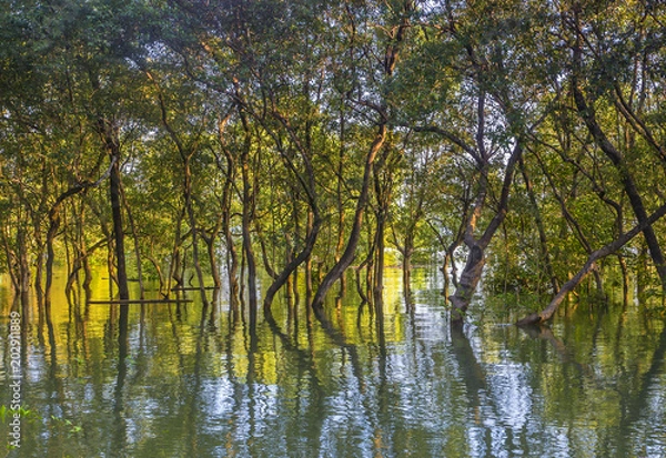 Fototapeta A leafy mangrove forest on the coast of east Thailand. Tree reflect in the water.