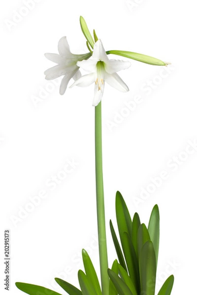 Fototapeta Amaryllis Hippeastrum sonatini Swan Lake isolated on white background