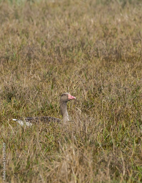 Obraz A lone greylag goose sitting in the grasses of bharatpur bird sanctuary