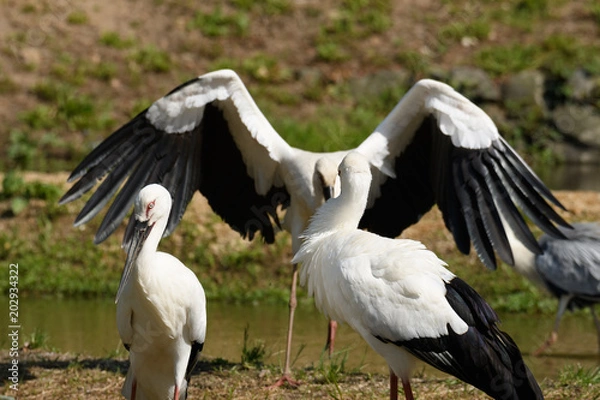 Obraz 飛んでるコウノトリ