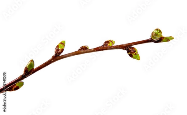 Obraz Cherry tree branch with swollen buds on isolated white background.
