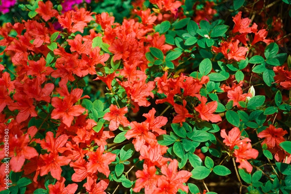 Fototapeta Beautiful background with red flowers