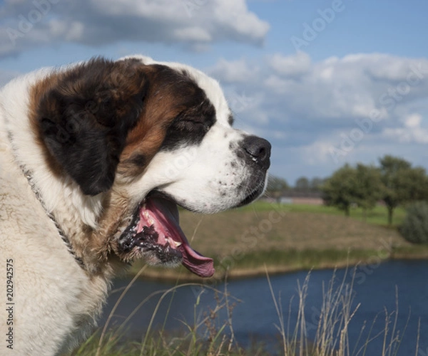 Obraz St. Bernard Dog