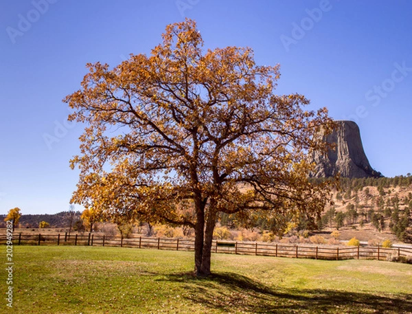 Obraz Beautiful fall tree with Devils Tower in the background