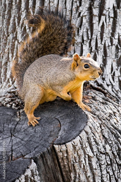 Obraz Cute squirrel on the tree close up