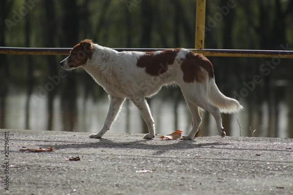 Obraz Perro callejero