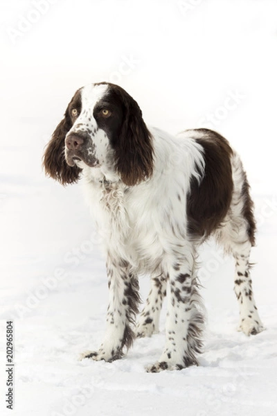 Obraz Young springer spaniel in winter