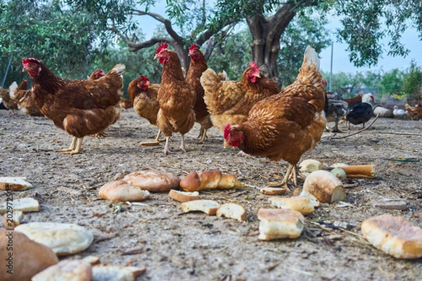 Fototapeta chickens view