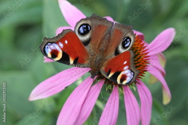 Obraz Butterfly