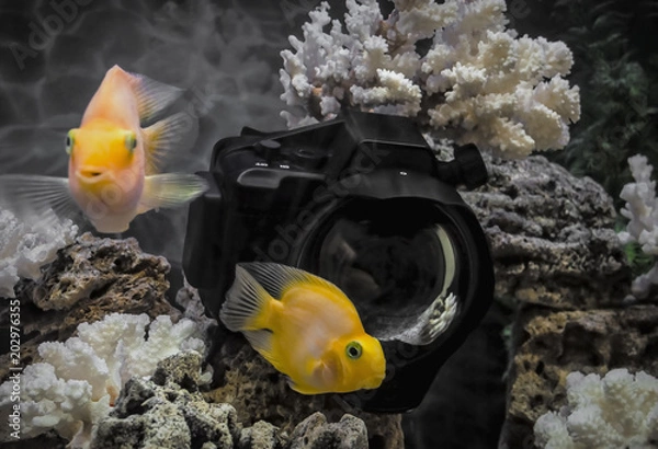 Obraz Underwater camera