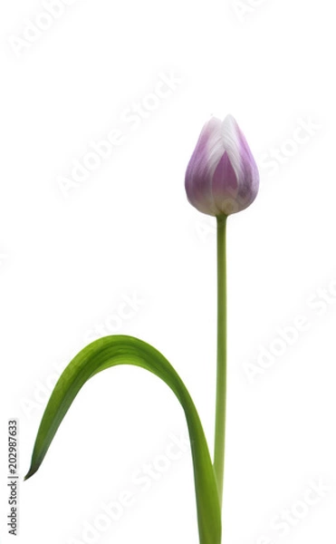 Obraz straight tulip